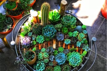 Kỹ thuật trồng sen đá để cây luôn xanh tốt và bền lâu