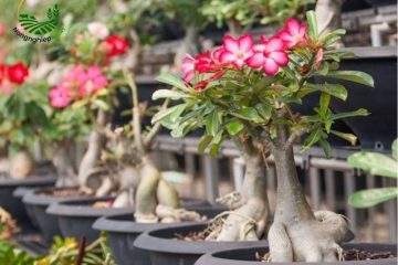 Bật mí những bí quyết trồng cây sứ để ra hoa rực rỡ quanh năm