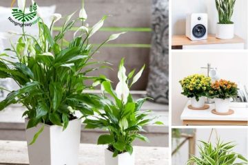 Hướng dẫn trồng cây trong nhà tạo không gian xanh mát