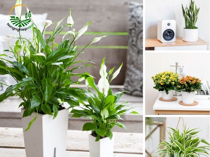 Hướng dẫn trồng cây trong nhà tạo không gian xanh mát