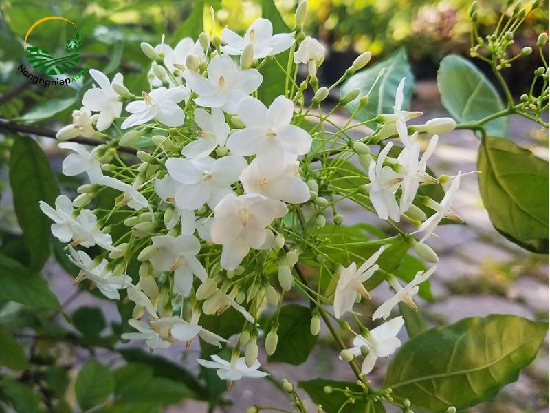 Hướng dẫn cách trồng mai chiếu thủy