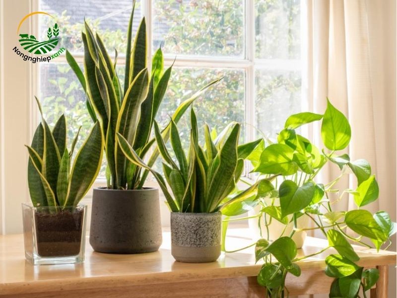 Lợi ích của việc trồng cây trong nhà