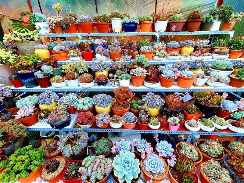 Kỹ thuật chăm sóc sen đá hiệu quả