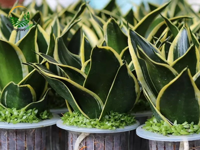 cây lưỡi hổ để trong phòng ngủ có tốt không