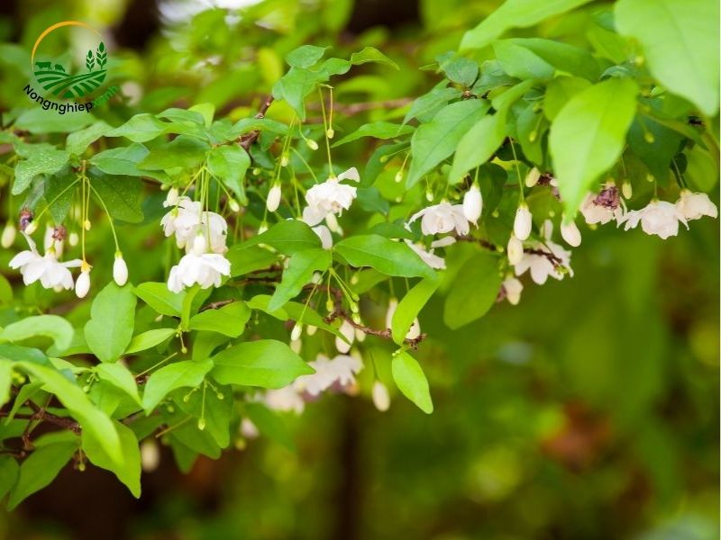 Kỹ thuật nhân giống mai chiếu thủy hiệu quả