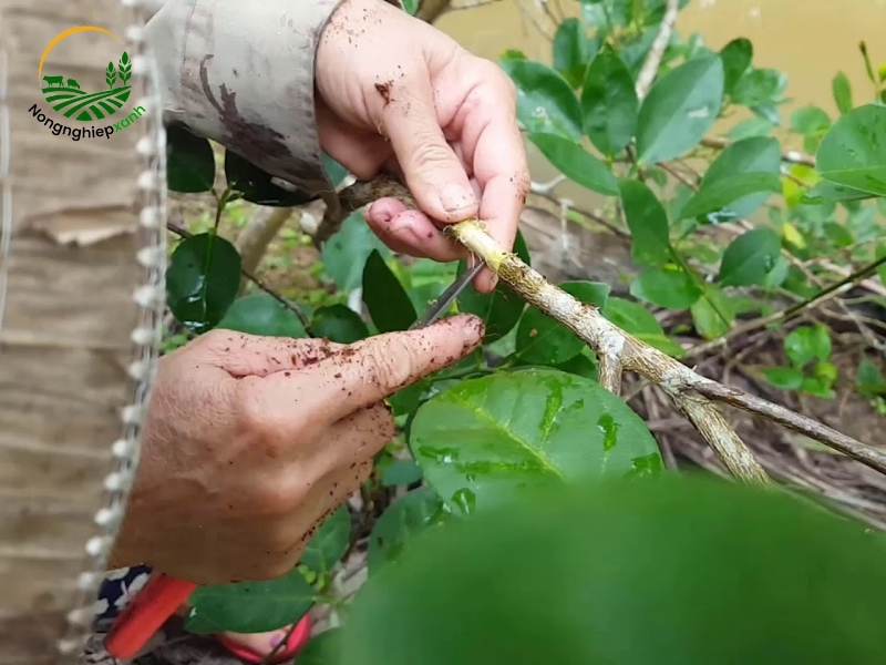 cách chiết cành bưởi