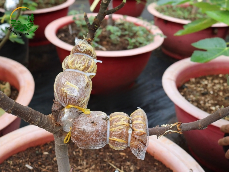cách chiết cành hoa giấy