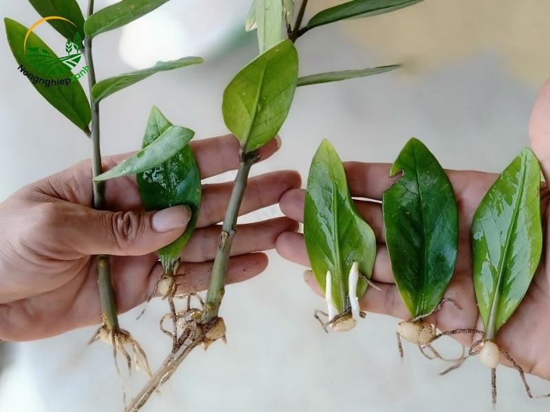 cách chiết cây kim tiền