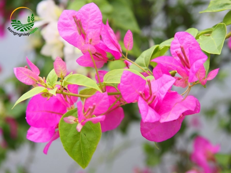 cách giâm cành hoa giấy