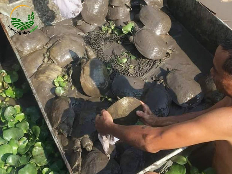 Thu hoạch và tiêu thụ ba ba thương phẩm