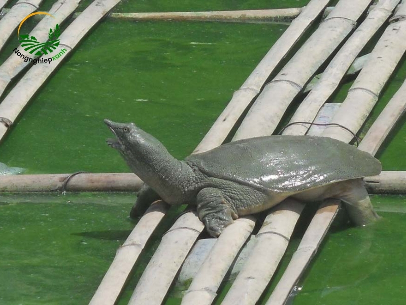 Lợi ích khi nuôi ba ba thương phẩm