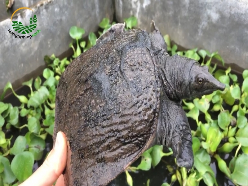 Kỹ thuật nuôi ba ba thương phẩm hiệu quả