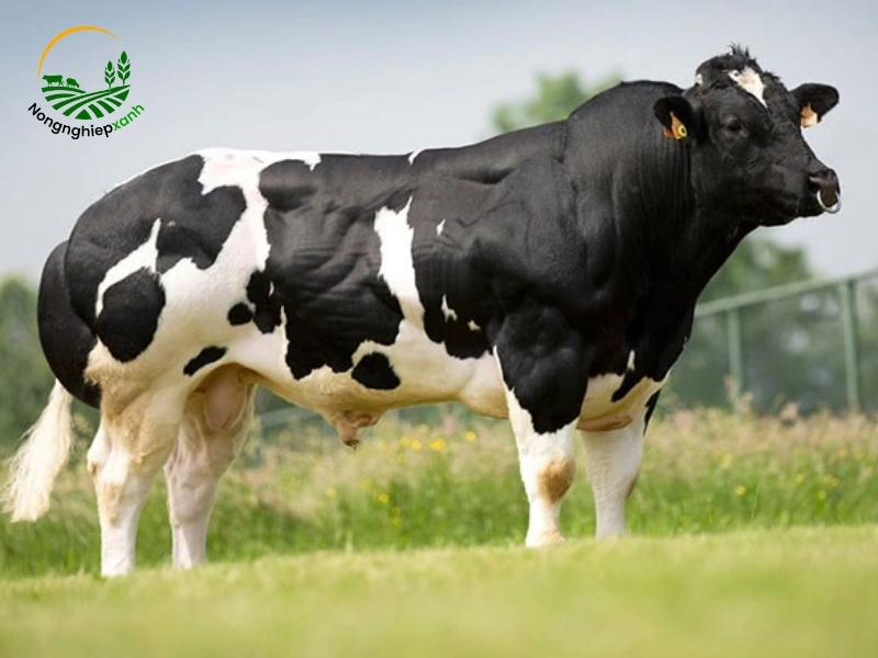 Cách nuôi bò chuẩn kỹ thuật thu về lợi nhuận nhanh chóng