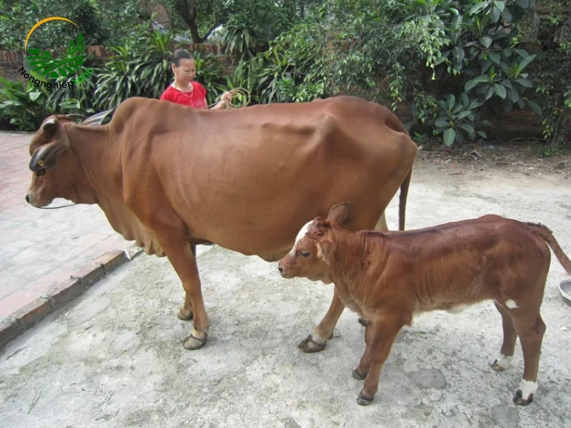 Một số lưu ý để nâng cao hiệu quả chăn nuôi