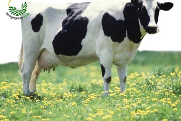 Kinh Nghiệm Thực Tế Về Cách Nuôi Bò Sữa Hiệu Quả Nhất