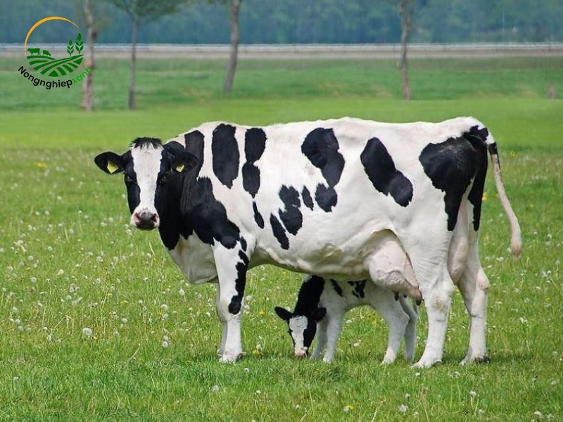 Giống bò sữa phù hợp với điều kiện khí hậu Việt Nam