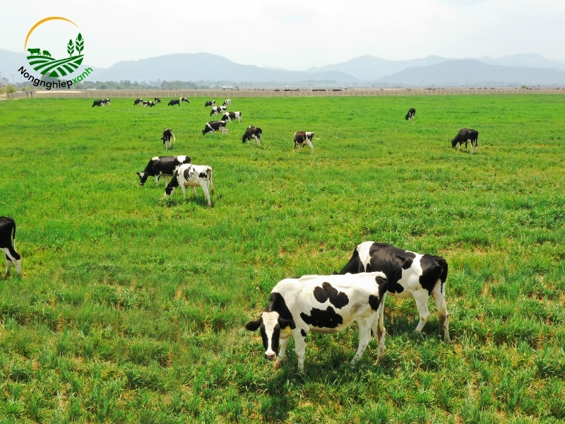 Những lưu ý khi bắt đầu mô hình nuôi bò sữa