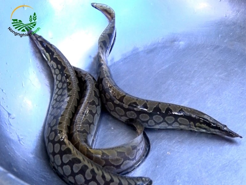 Tổng quan về cá chạch lấu