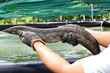 Cách nuôi cá chạch lấu: Bí quyết bội thu cho bà con