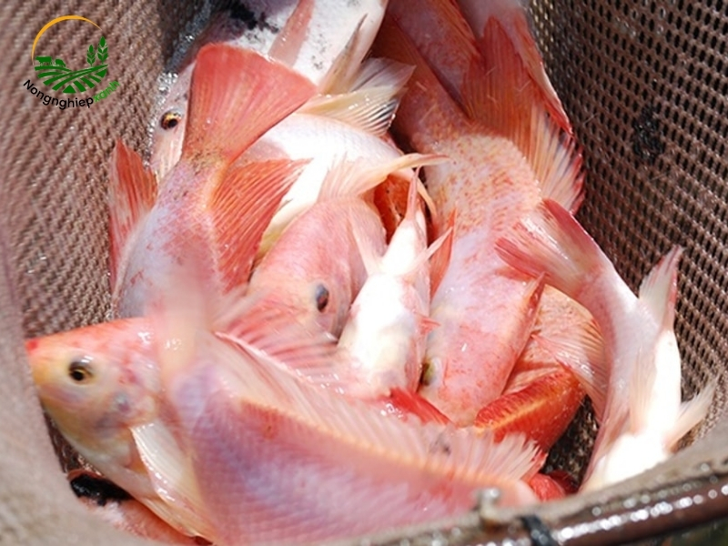 Tìm hiểu về cá diêu hồng