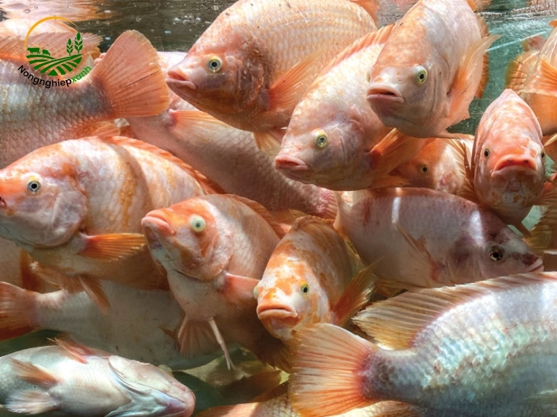 Chia sẻ cách nuôi cá diêu hồng hiệu quả