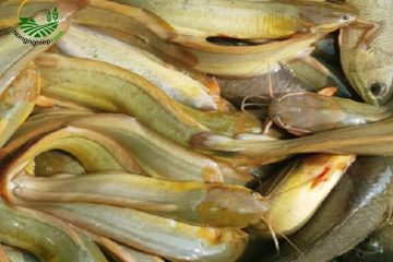 Tìm hiểu Cách Nuôi Cá Trê Ta Mang Lại Năng Suất Ổn Định