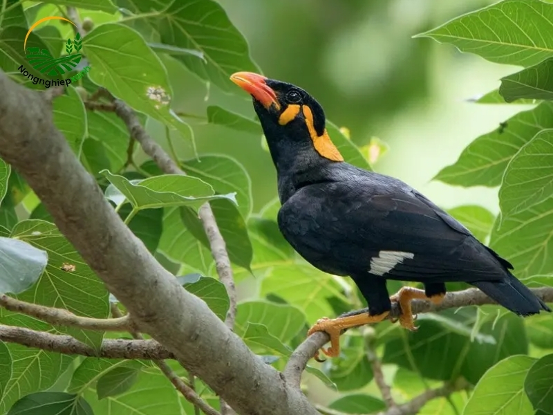Tìm hiểu về chim nhồng