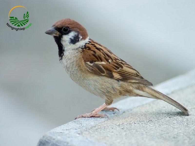 Cách Nuôi Chim Sẻ Không Cần Kinh Nghiệm Vẫn Thành Công