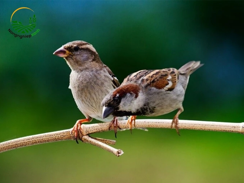 Phòng bệnh để giữ đàn chim khỏe mạnh lâu dài