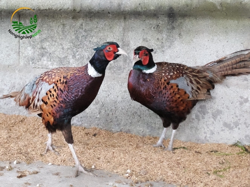 Bí quyết chọn giống chim trĩ chất lượng