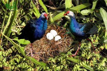 Hướng Dẫn Chi Tiết Cách Nuôi Chim Trích Cồ Thành Công