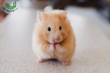 cách nuôi chuột hamster