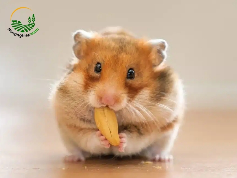 cách nuôi hamster cho người mới
