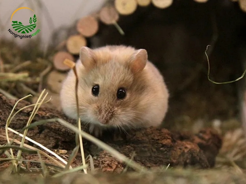 cách nuôi chuột hamster không chết
