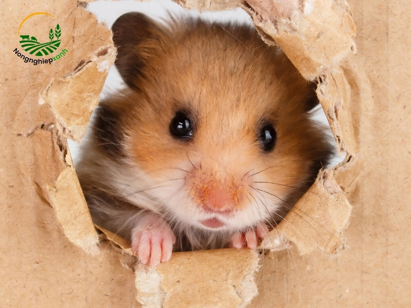cách nuôi hamster đúng cách