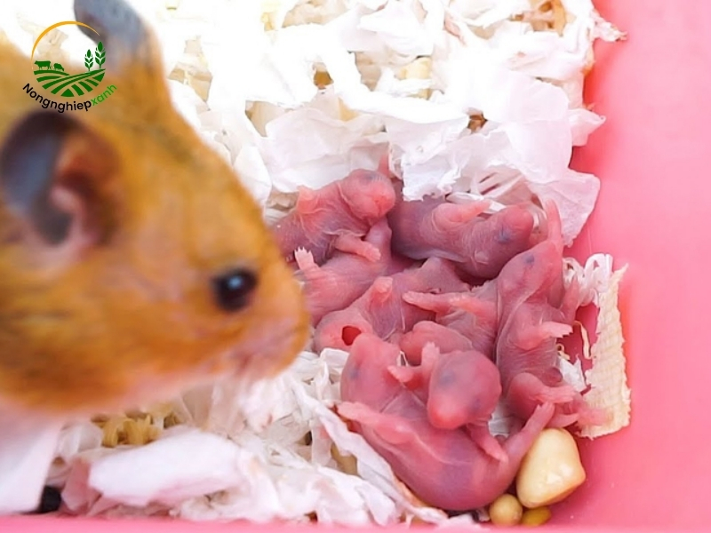 Chuẩn bị trước khi hamster chuẩn bị sinh sản