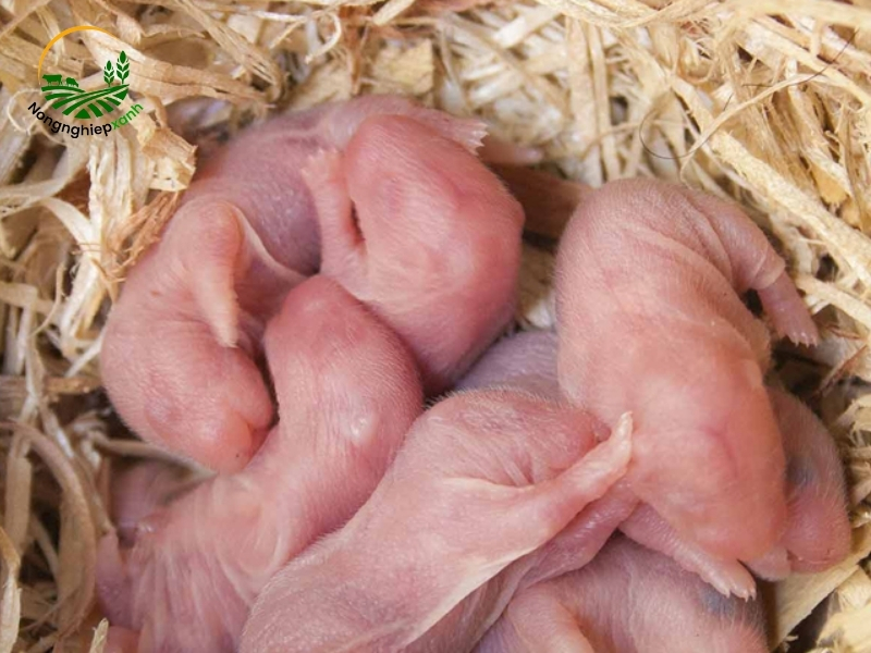 cách nuôi chuột hamster con mới đẻ