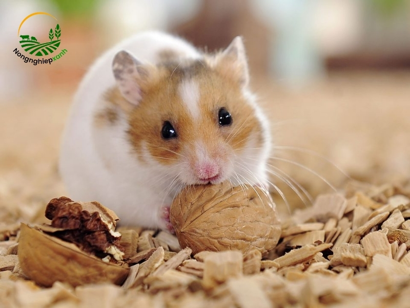 Tìm hiểu về quá trình sinh sản của chuột Hamster