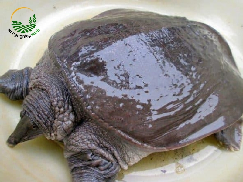 Giới thiệu về cua đinh