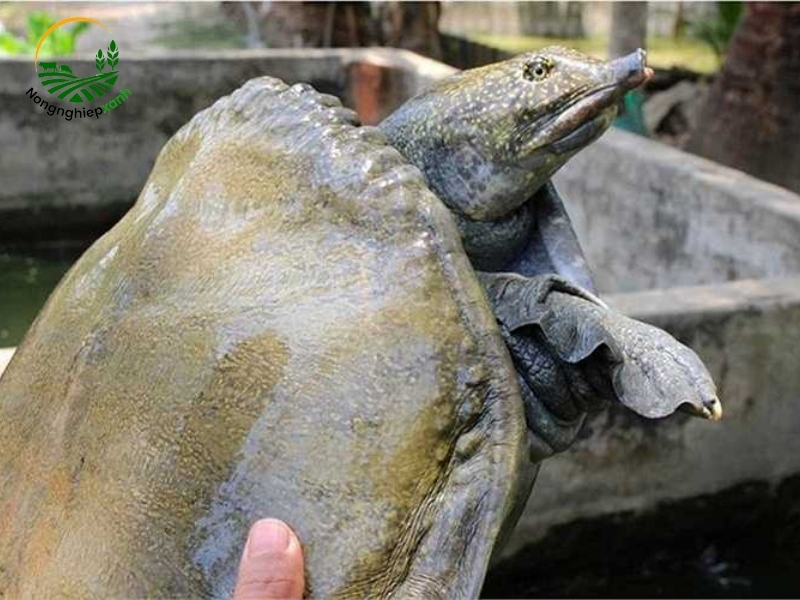 Kỹ thuật bảo quản cua đinh