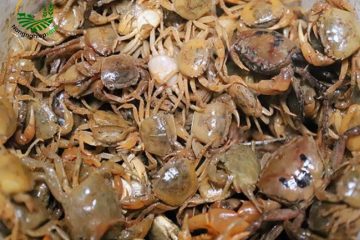 Cách nuôi cua đồng tại nhà vừa sạch vừa dễ bán, ít rủi ro