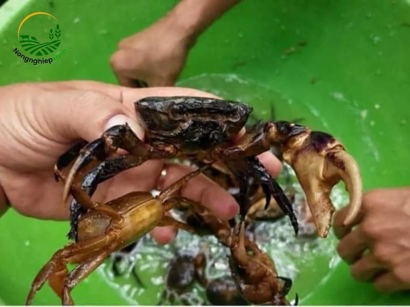 Các phương pháp nuôi cua đồng phổ biến