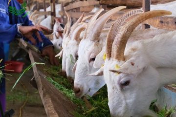 Cách Nuôi Dê Hiệu Quả Và Bền Vững Trong Chăn Nuôi