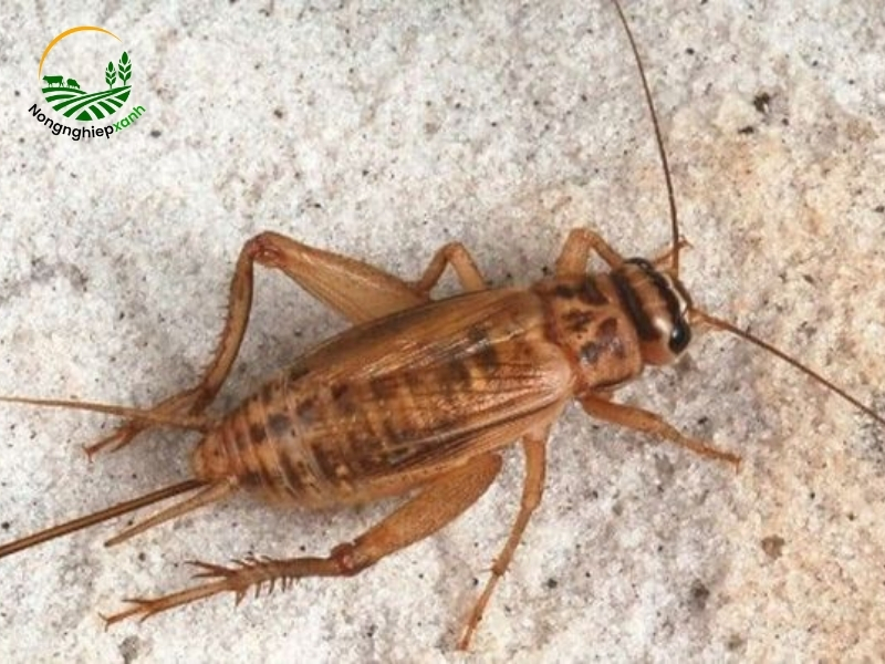 Cách chọn dế giống và thả nuôi