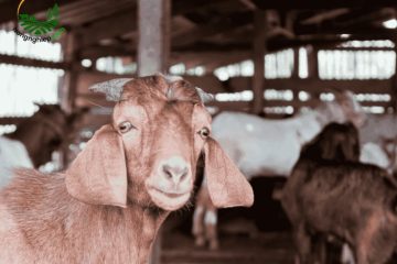 Cách Nuôi Dê Thịt: Kỹ Thuật Đơn Giản, Năng Suất Cao