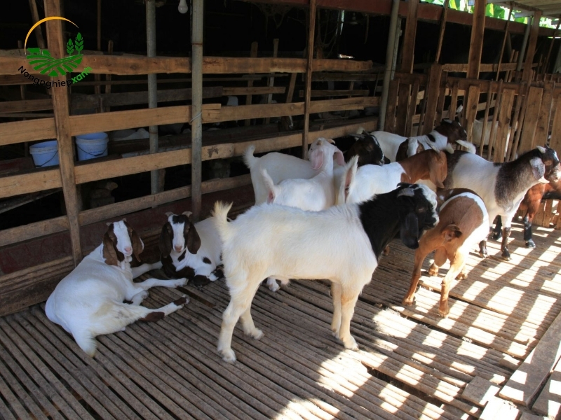 Kỹ thuật chăm sóc và quản lý sinh sản