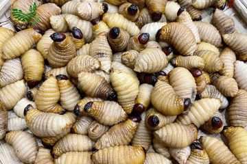 Cách Nuôi Đuông Cọ – Giải Pháp Mới Cho Người Nông Dân