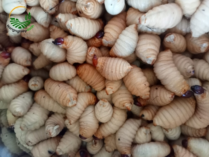 Chăm sóc đuông trong giai đoạn phát triển