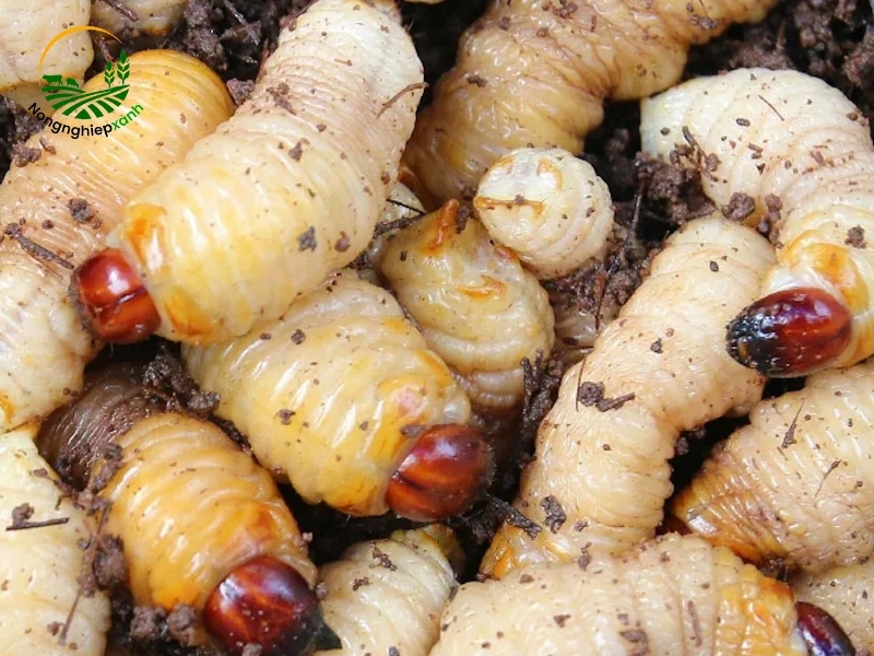 Cách nuôi đuông dừa hiệu quả, mau lớn
