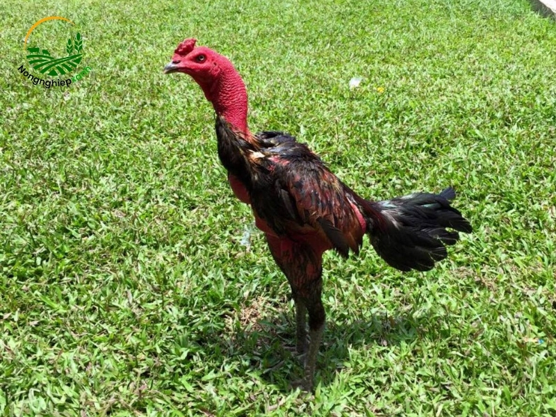 Chọn giống gà chọi phù hợp